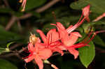 Plumleaf azalea